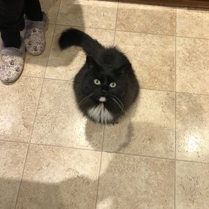 Meet your Posher, Bailey